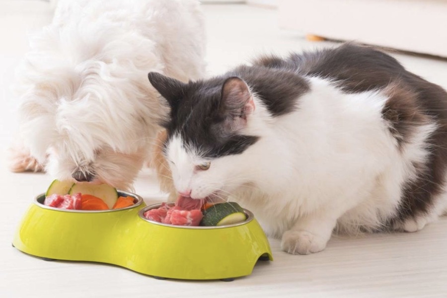 How Daycare Centers Handle Pet Nutrition and Feeding